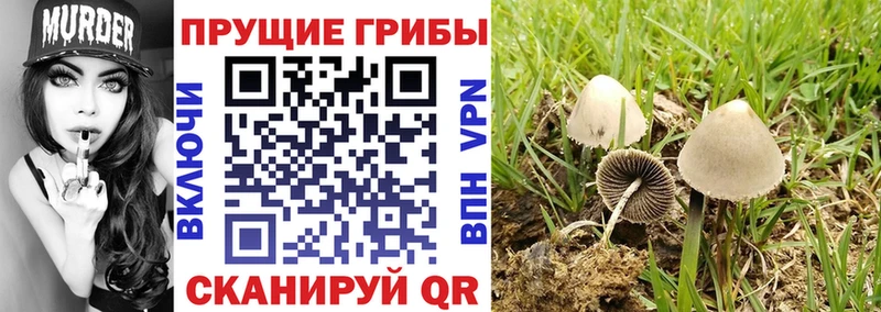 kraken сайт  даркнет наркотические препараты  Галлюциногенные грибы ЛСД  Заречный 